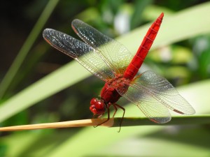 dragonfly-689626