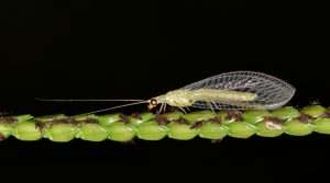 green-lacewing-1622854